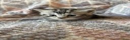 British Shorthair cats for sale: Silver Tabby BSH Cross Kittens - Advert 3