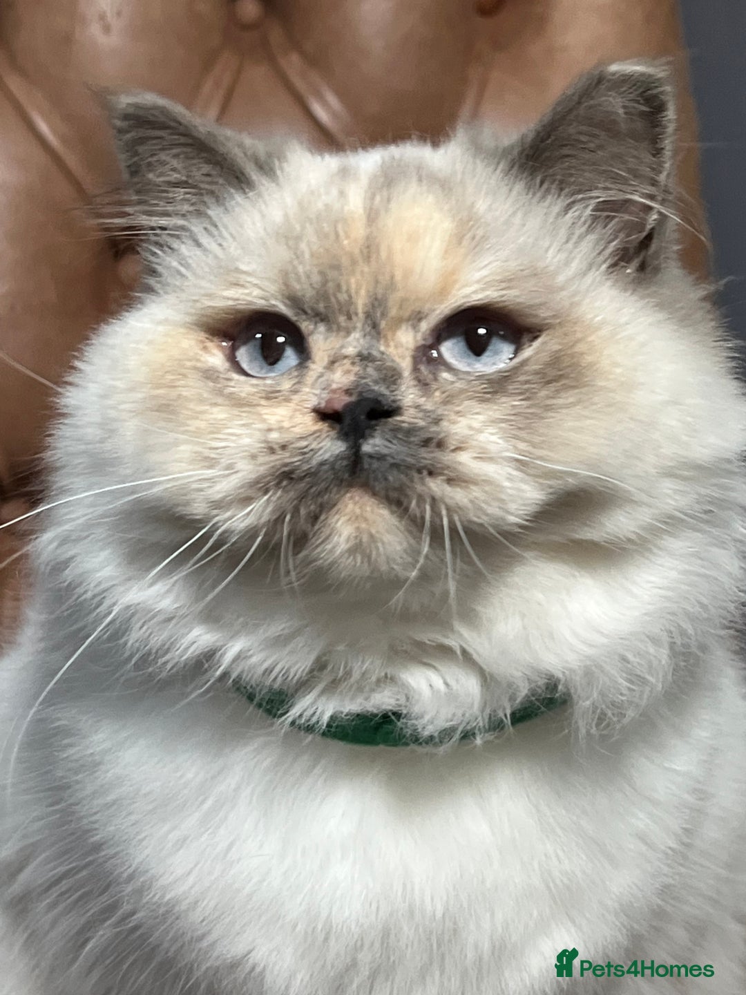 British Shorthair cats for sale: British Shorthair & British Longhair Kittens  - Image 7