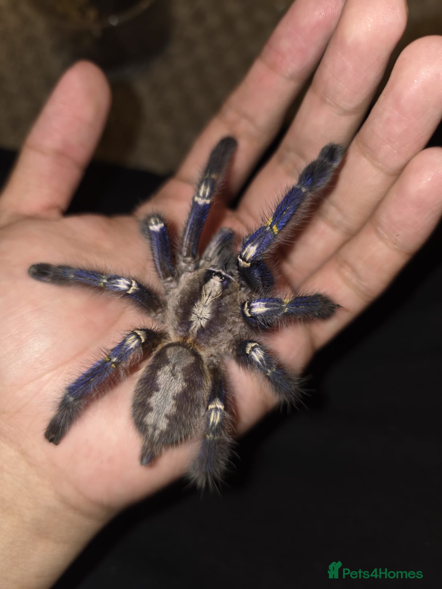 Tarantulas invertebrates AF Y Diversipes and Female P Metallica - Advert 15