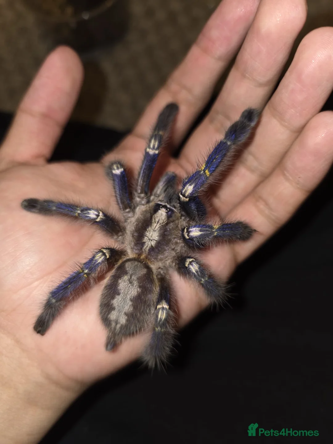 Tarantulas invertebrates for sale: AF Y Diversipes and Female P Metallica - Advert 1