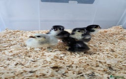 Chickens poultry for sale: Pekin bantam chicks  - Image 1