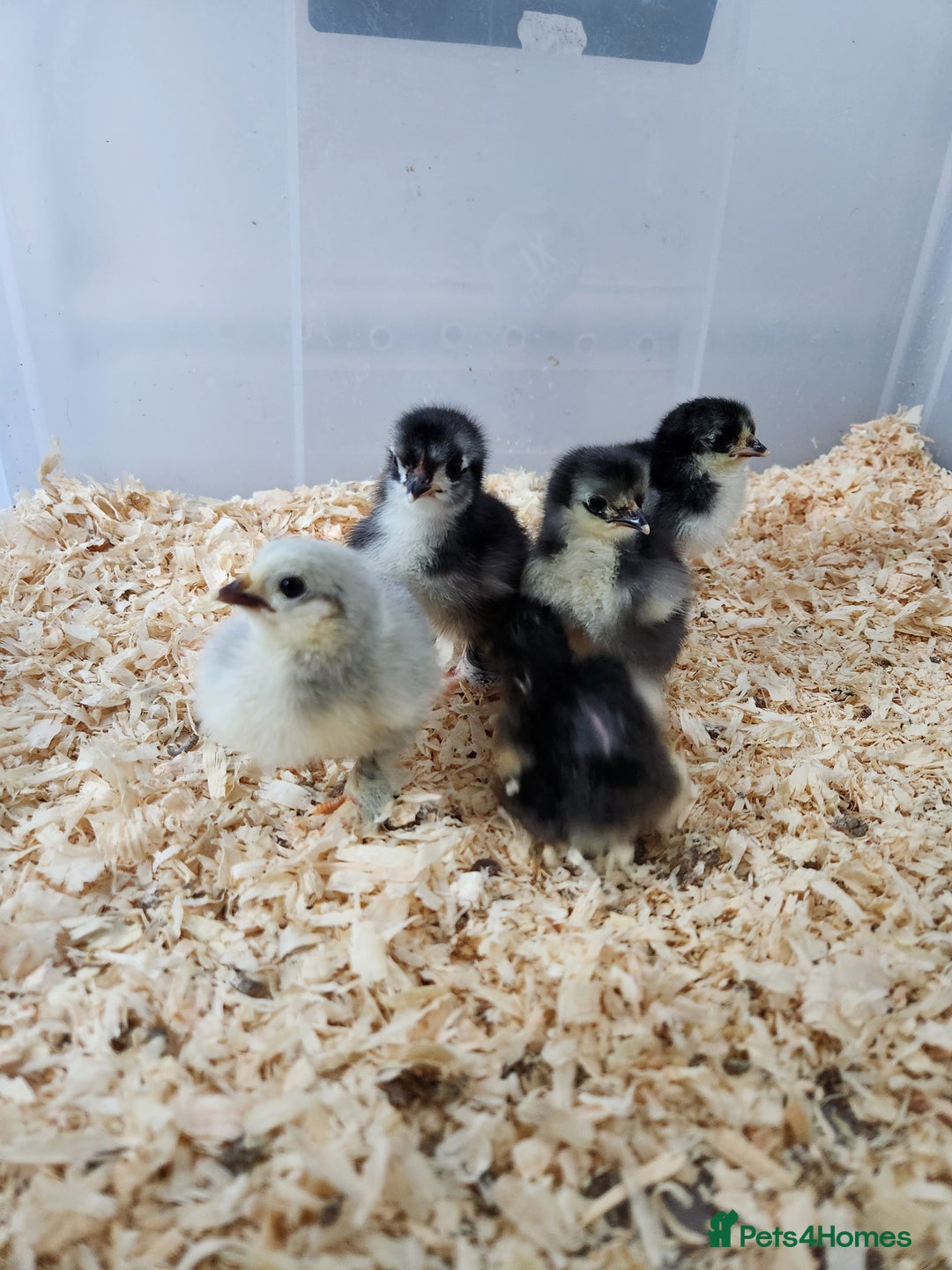Chickens poultry for sale: Pekin bantam chicks  - Image 1