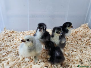 Chickens poultry - Advert 7