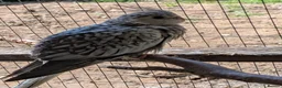 Cockatiels birds for sale: Various cocktateils for sale  - Advert 1