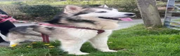 Alaskan Malamute dogs for sale: K.C Registered Quality Alaskan Malamute Puppies - Advert 10
