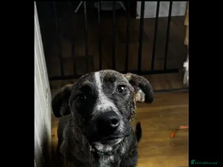 Mixed Breed dogs Lurcher x bull - Advert 1