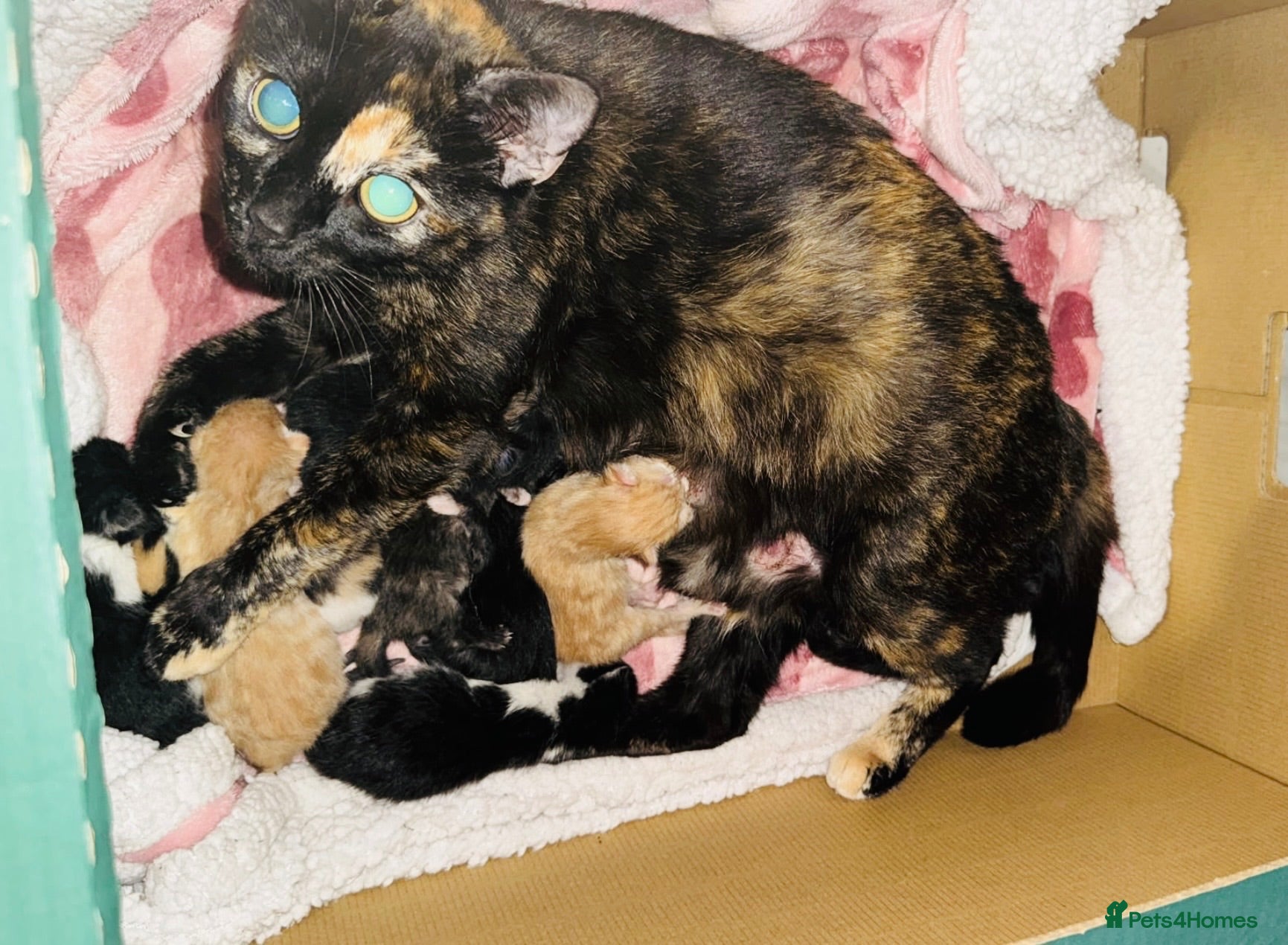 Mixed Breed cats Super friendly kittens used to dogs and children  - Advert 2