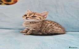 Scottish Fold cats for sale: Adorable Scottish fold Straight Ears Kittens - Image 37