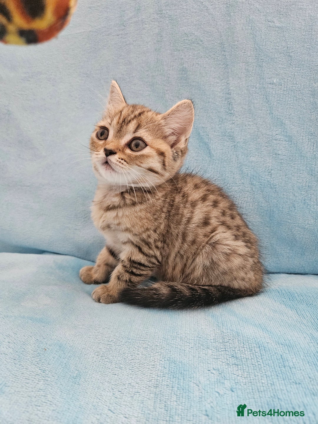 Scottish Fold cats for sale: Adorable Scottish fold Straight Ears Kittens - Image 37