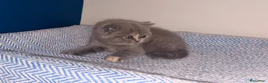 British Shorthair 2