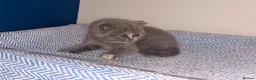 British Shorthair cats for sale: GCCF REGISTERED BRITISH SHORTHAIRS  - Advert 17