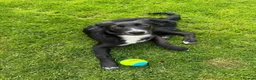 Mixed Breed dogs for adoption: Meet Trixie, currently residing in Sussex  in Hailsham - Advert 6