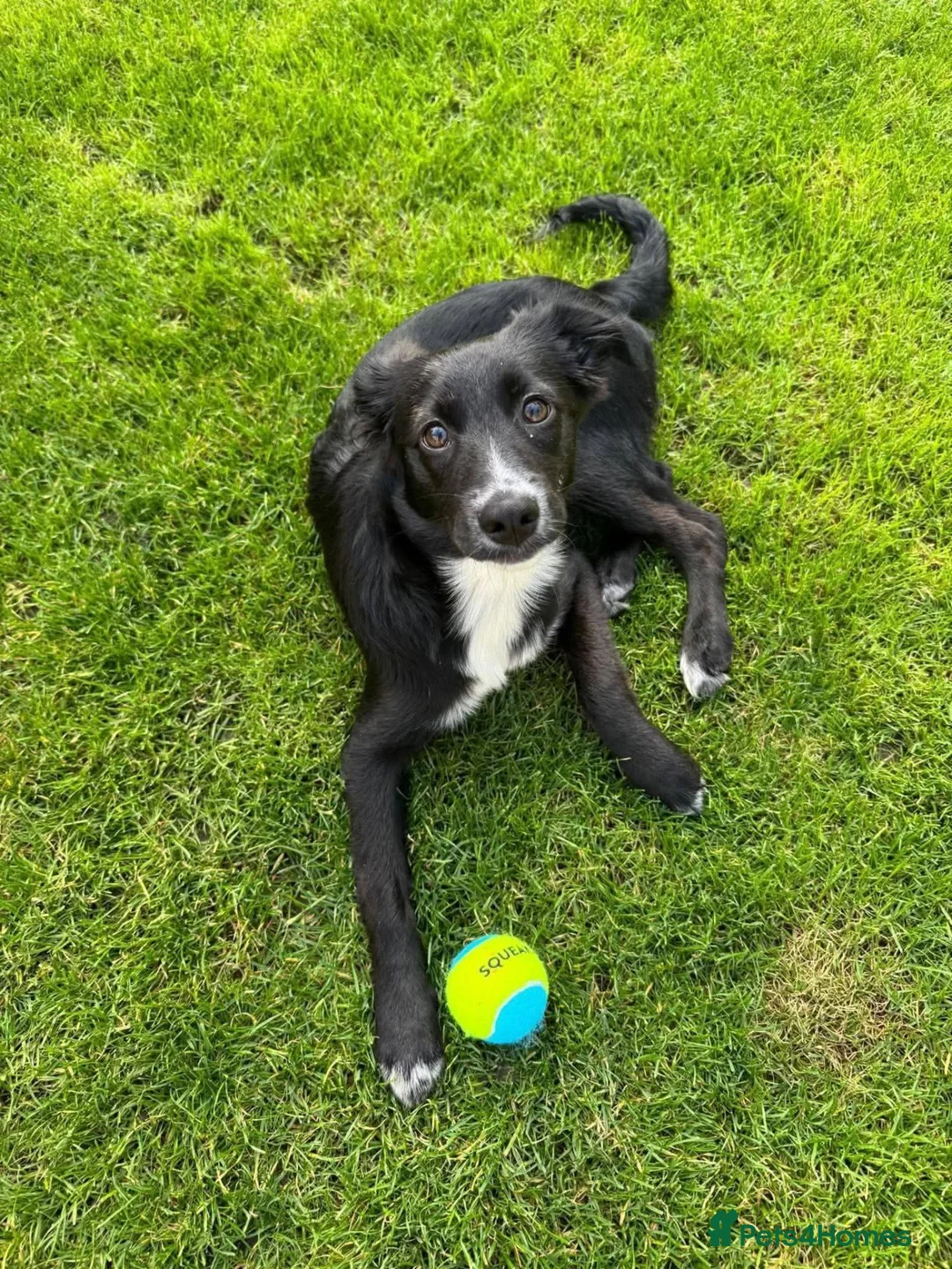 Mixed Breed dogs for adoption: Meet Trixie, currently residing in Sussex  in Hailsham - Advert 6