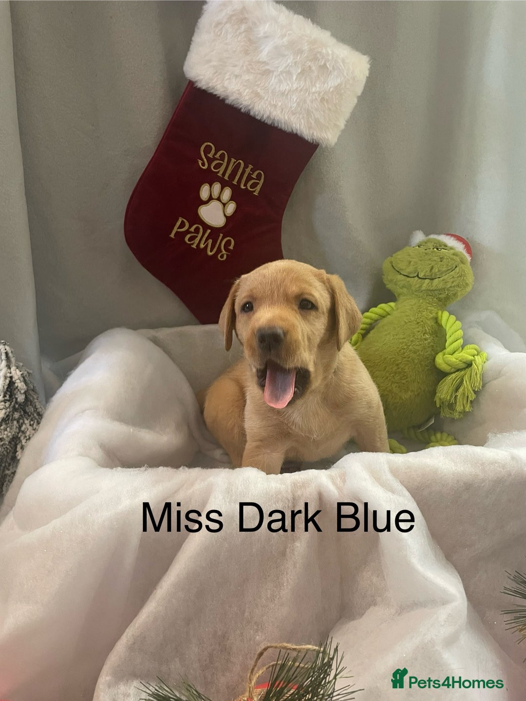 Labrador Retriever dogs for sale: Black and Fox Red KC Health Tested Puppies - Advert 5