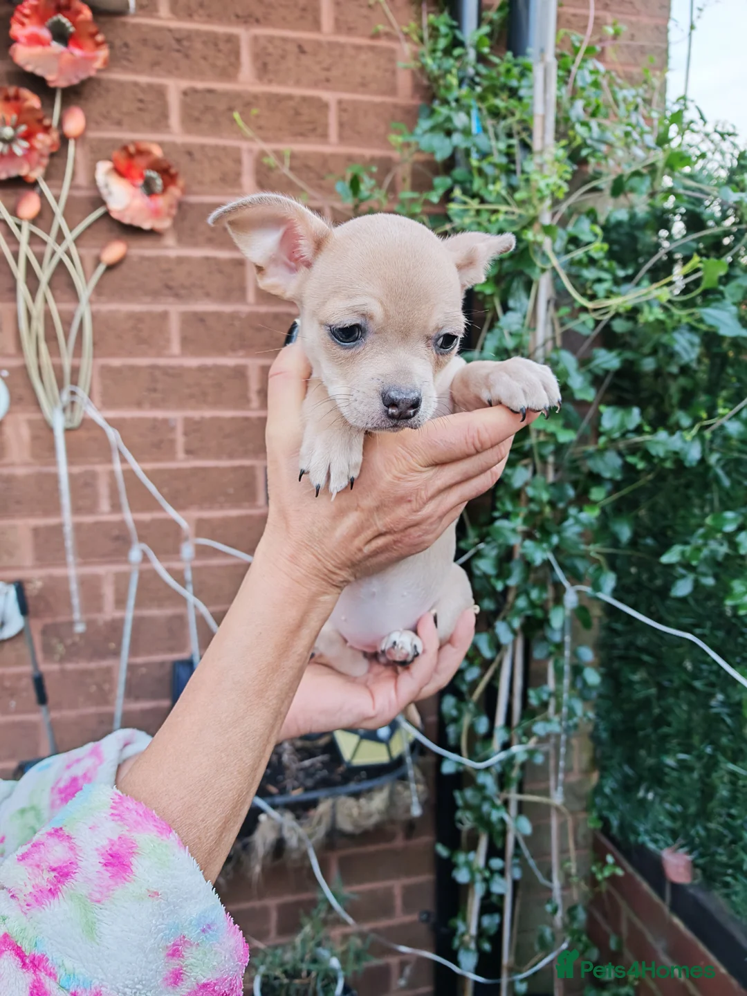 Chihuahua dogs for sale: Chihuahua full breed puppys - Advert 13