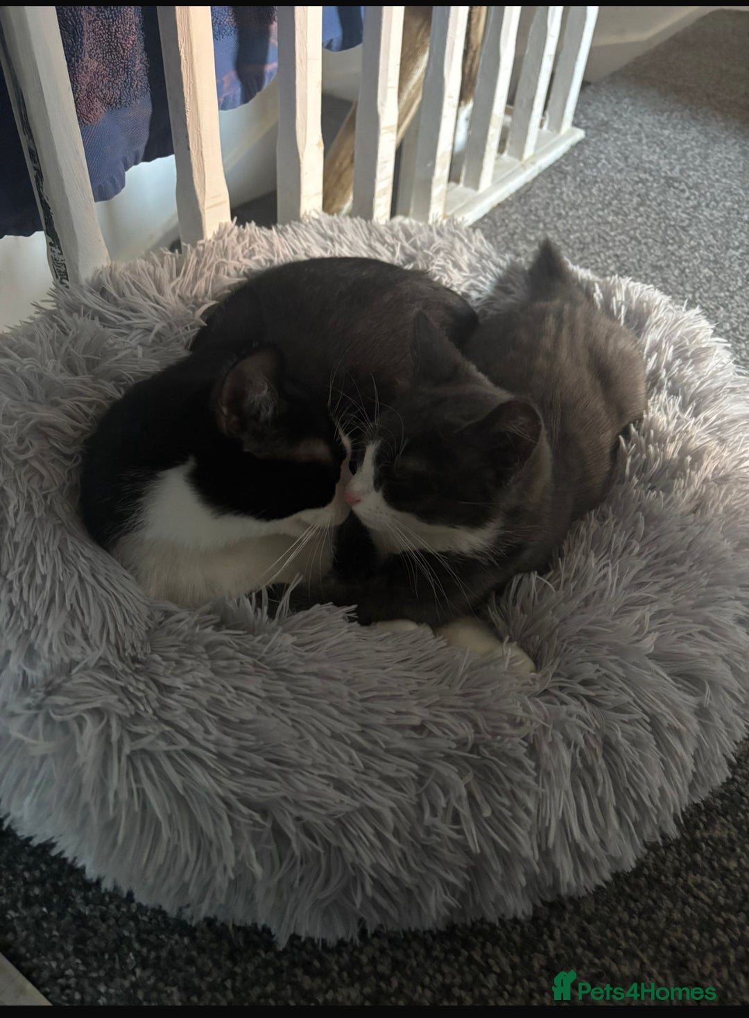 Mixed Breed cats for sale: One male kitten left  - Advert 2