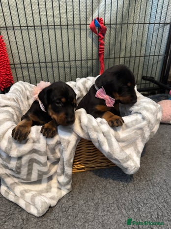 Dobermann dogs - Advert 1