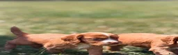 Cocker Spaniel dogs for sale: Working cocker spaniel puppies - Advert 4