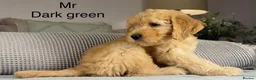 Goldendoodle dogs for sale: BEAUTIFUL HEALTHY LOVING PUPPIES  - Advert 4