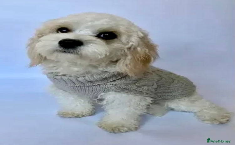 Cavachon dogs - Advert 2