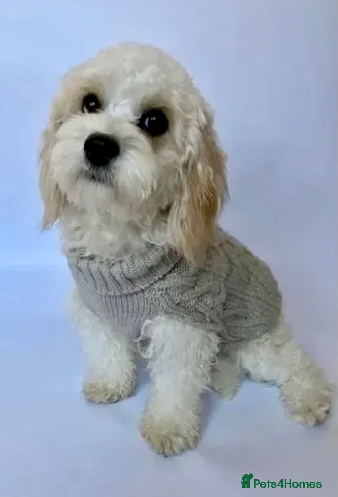 Cavachon dogs for sale: Meet beautiful Coco - Image 1