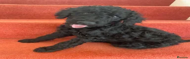 Standard Poodle 1