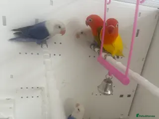 Lovebirds birds Lovebirds in Harlow - Advert 1