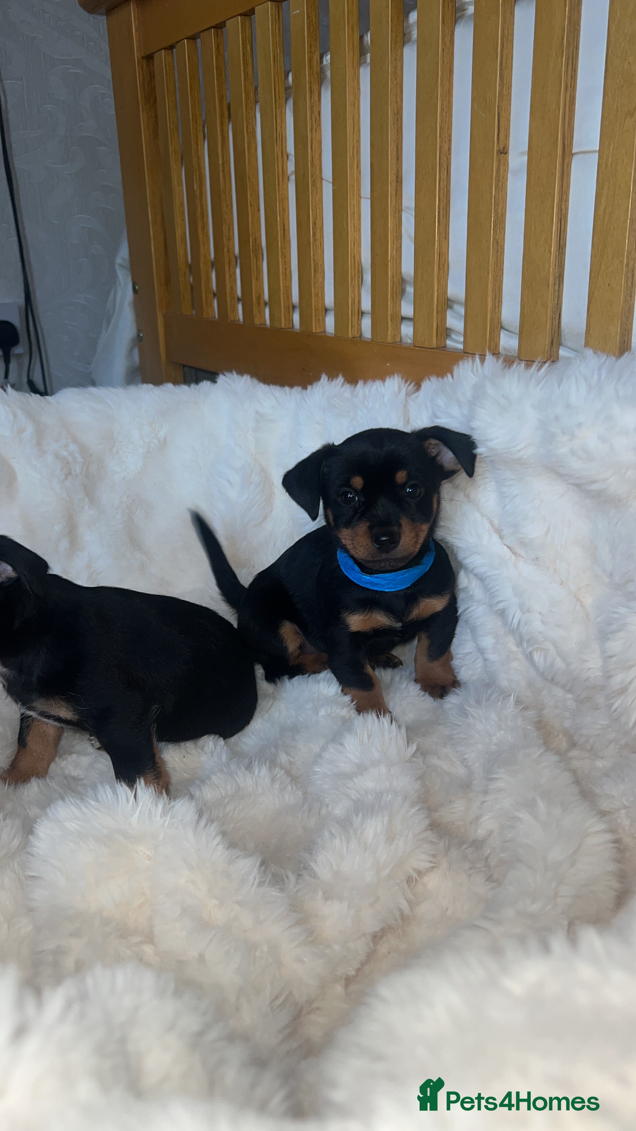 Jack Russell dogs  Jack Russell puppies for sale  - Advert 2