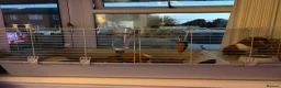 Guinea Pig rodents for sale: Dexter and Dante - Advert 3