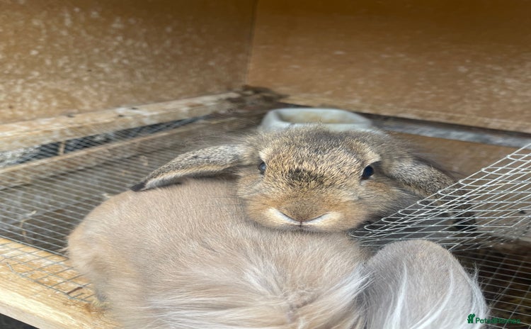 Mini Lion Lop rabbits - Advert 6