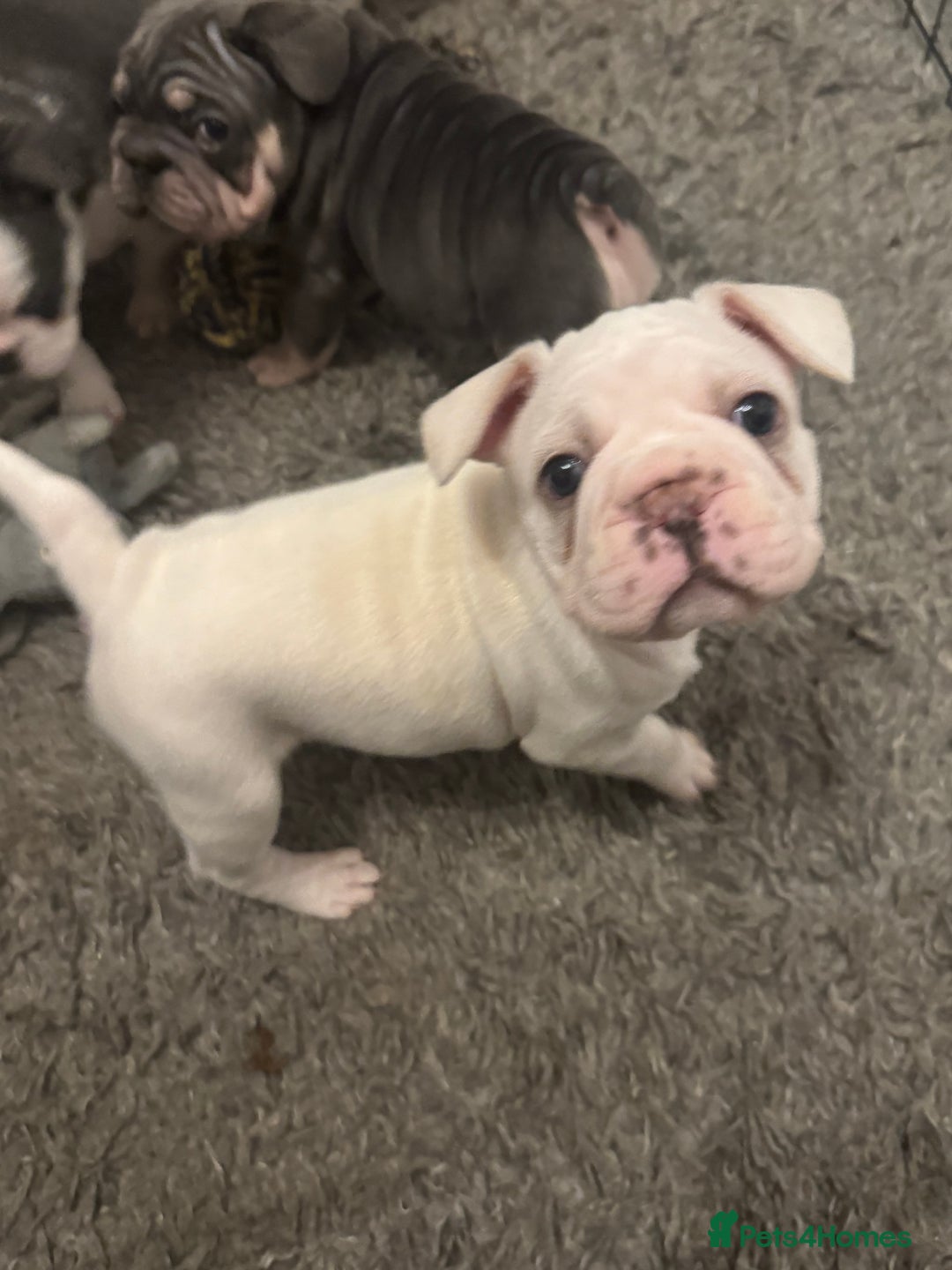 French Bulldog dogs for sale: Beautiful blue eyed girl puppy 💕 6 weeks  - Advert 2