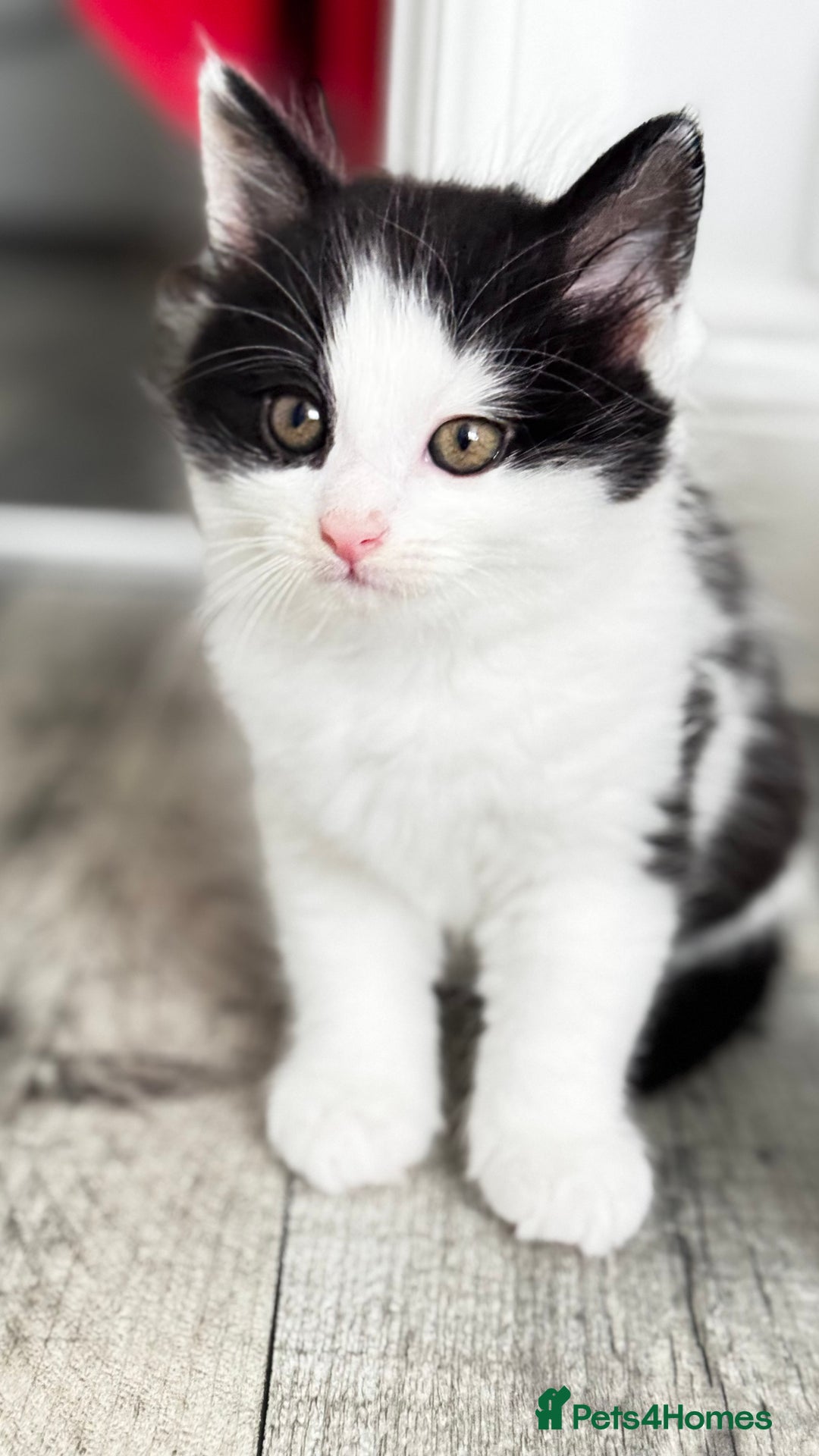 Domestic Shorthair cats for sale: Beautiful and adorable kittens for sale☺️ - Image 6