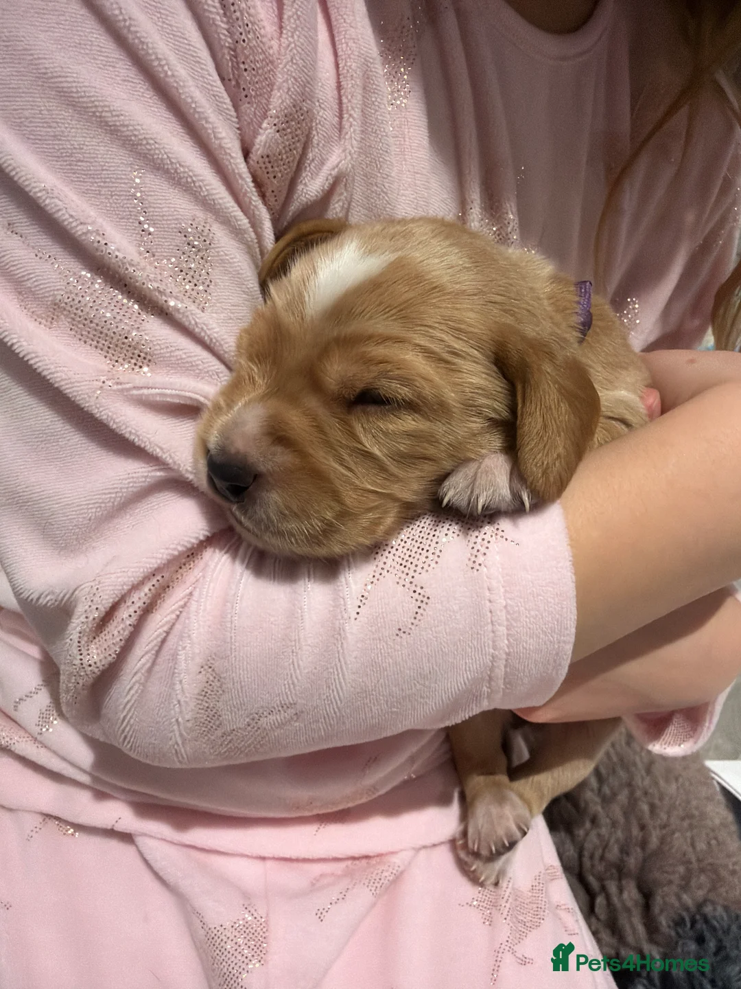Cocker Spaniel dogs for sale: 🐾Show type cocker spaniel health tested puppies🐾 in King's Lynn - Advert 5