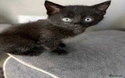 Mixed Breed cats for sale: 5 cute kittens for sale.  - Image 15