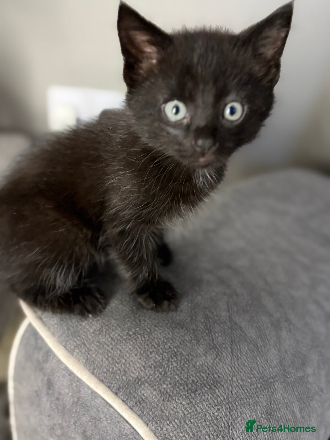 Mixed Breed cats for sale: 5 cute kittens for sale.  - Image 15