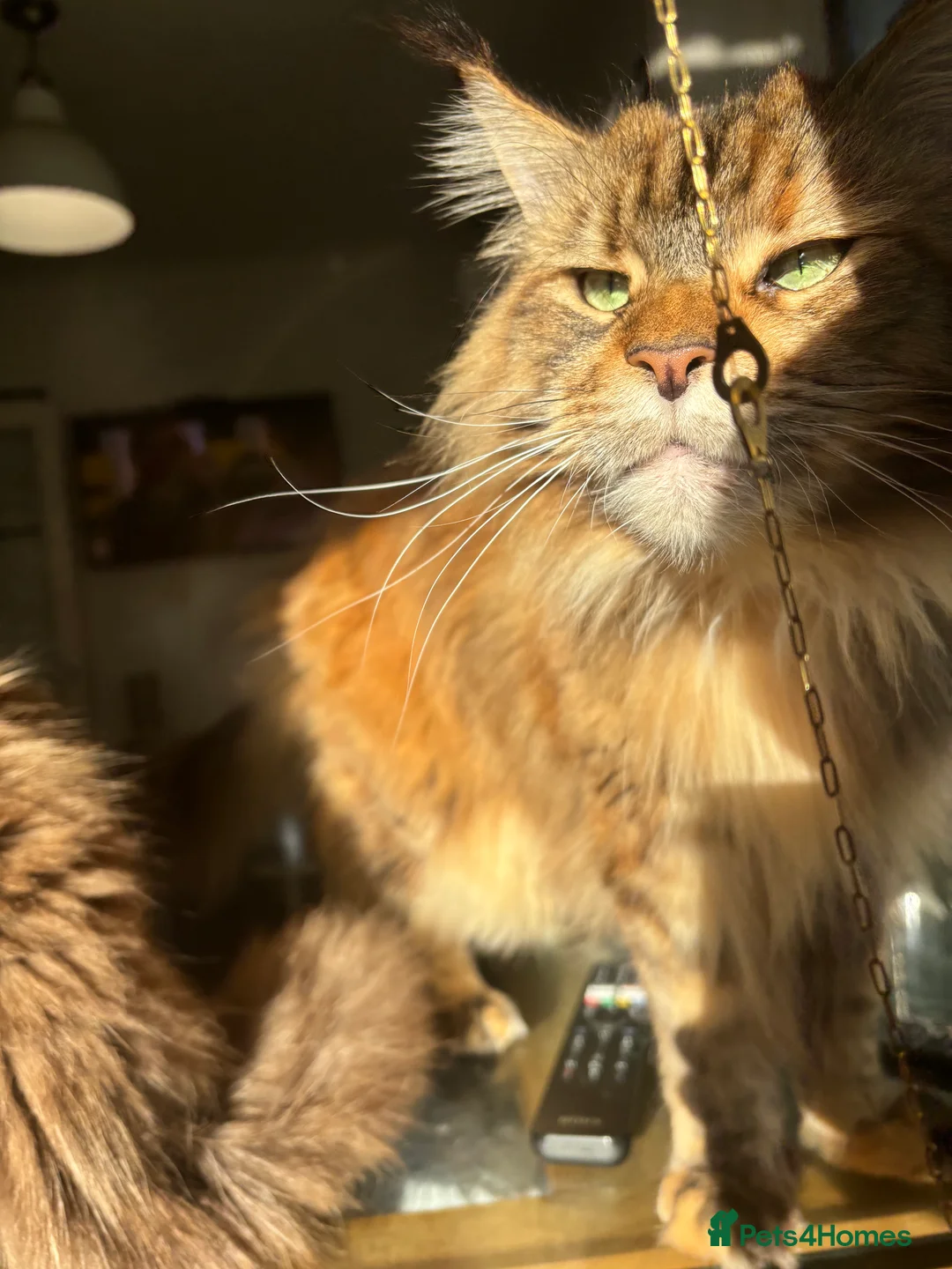 Maine Coon cats for sale: Siberian Maine Coon Cat  in Southampton - Advert 5