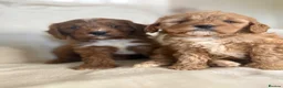 Cavapoo dogs for sale: Gorgeous Red Cavapoo Puppies - Advert 15