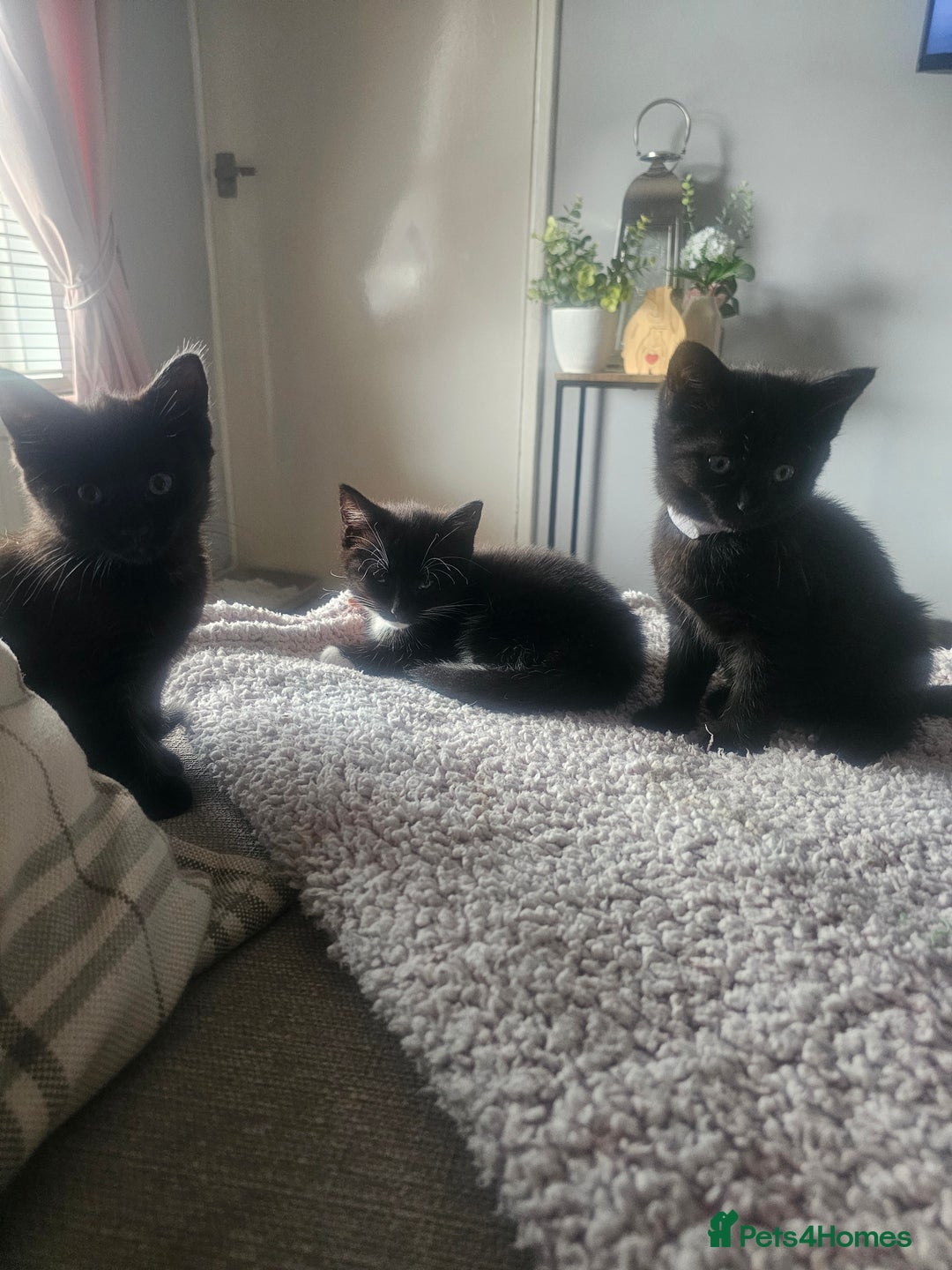 Mixed Breed cats for sale: 4 female kittens looking for forever homes  - Image 11