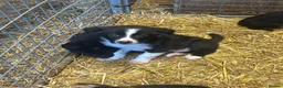 Border Collie dogs for sale: Stunning border collies - only 2 left!!!!!  - Advert 8
