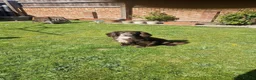 Sprocker dogs for sale: Sprocker spaniel puppies - Advert 10