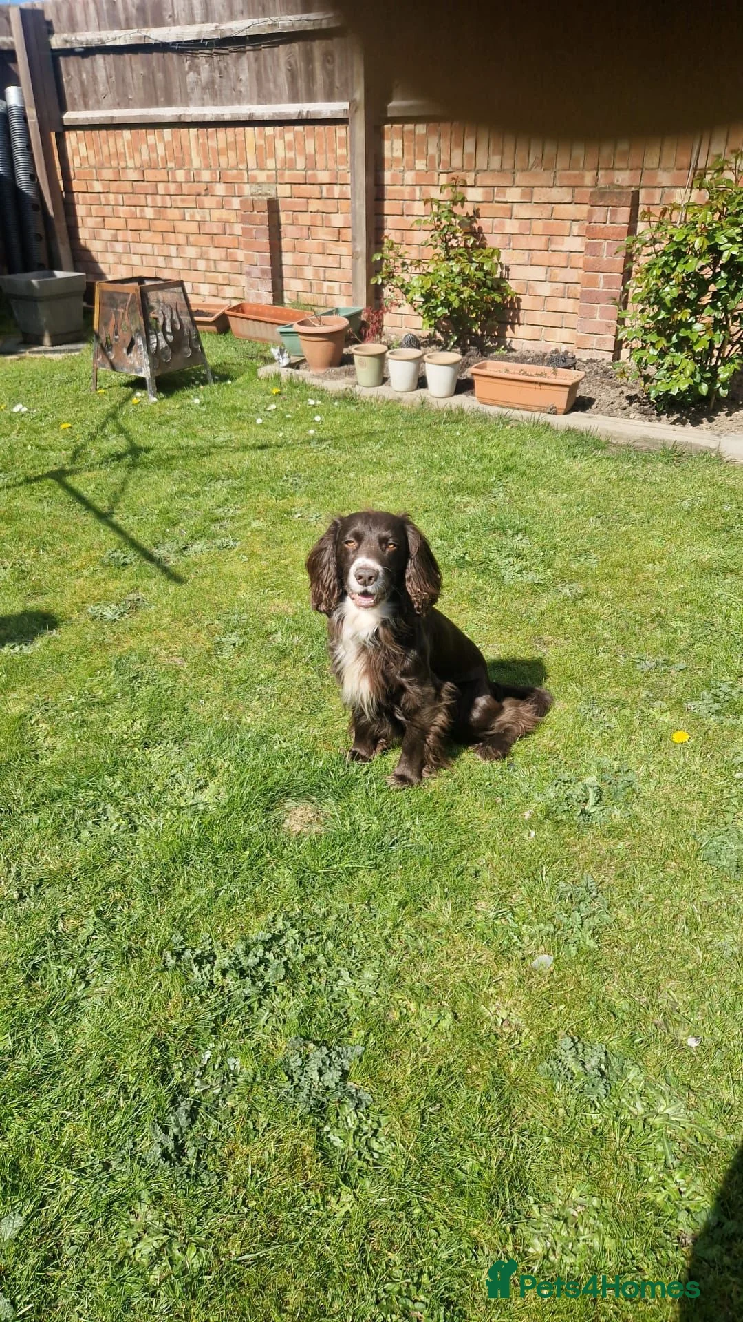 Sprocker dogs for sale: Sprocker spaniel puppies - Advert 10
