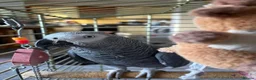 Parrots birds for sale: African Grey Parrot for Sale-Moving Abroad in London - Advert 2