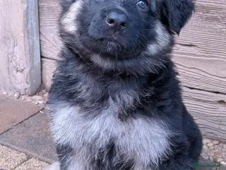 German Shepherd dogs Beautiful longhaired German Shepherds - Advert 2