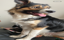 Border Collie dogs for sale: Border collies Dundee  - Image 27