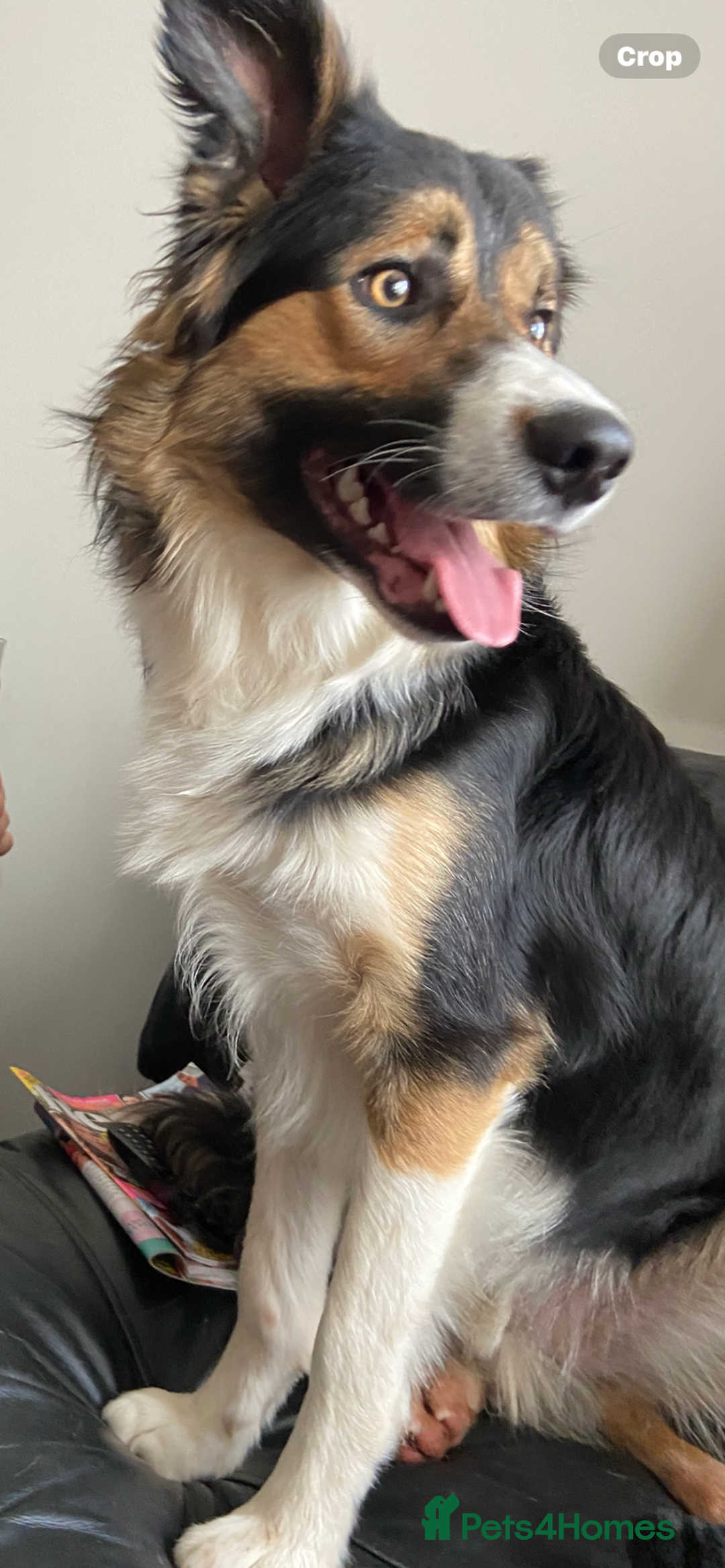 Border Collie dogs for sale: Border collies Dundee  - Image 27