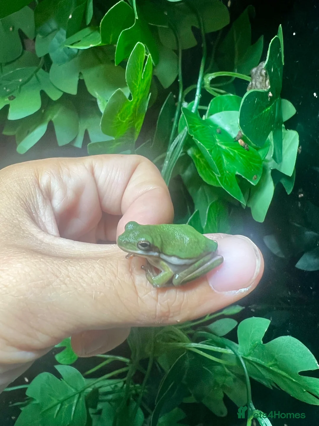 Frog reptiles for sale: Various dart frogs and tree frogs  - Advert 2