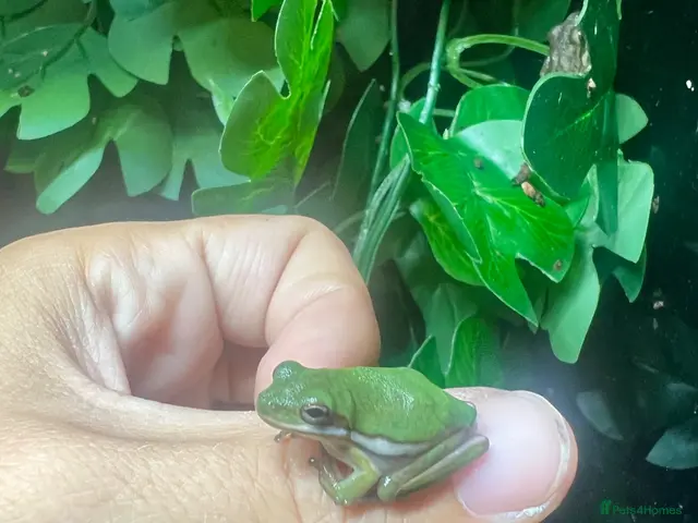 Frog reptiles Various dart frogs and tree frogs - Advert 2