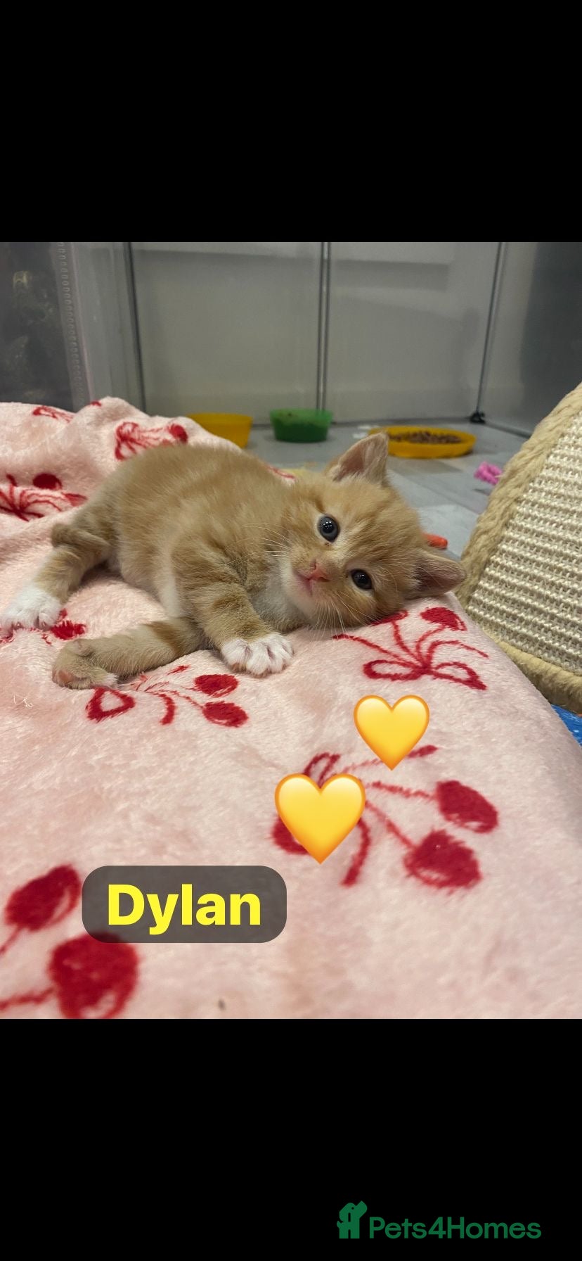 Mixed Breed cats 1 stunning boy kitten remaining🩵 - Advert 1