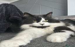 Mixed Breed cats for sale: Hugo  - Image 3