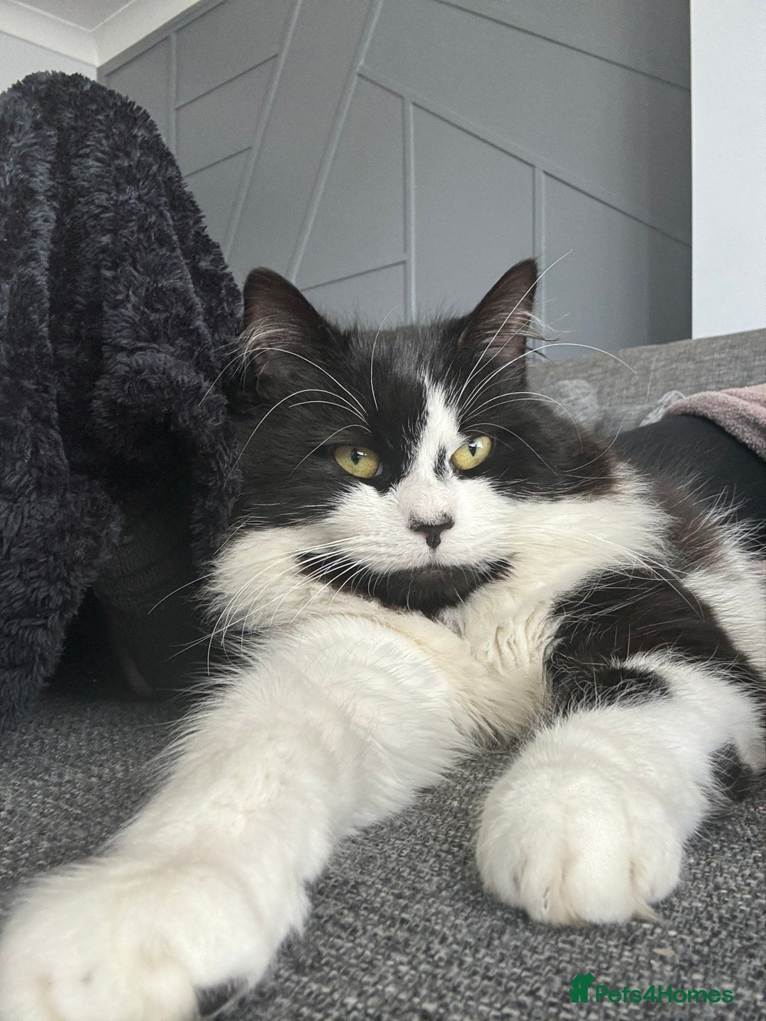 Mixed Breed cats for sale: Hugo  - Image 3